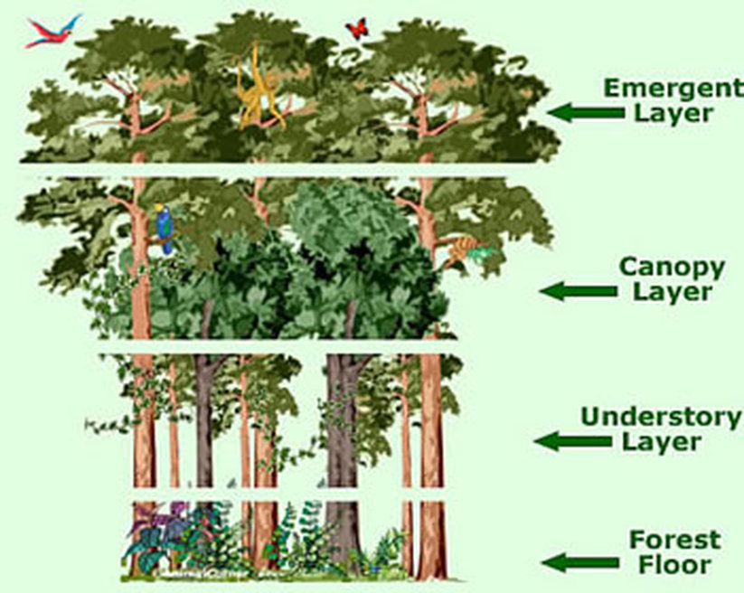 Levels Of The Rainforest Tropical Rainforest